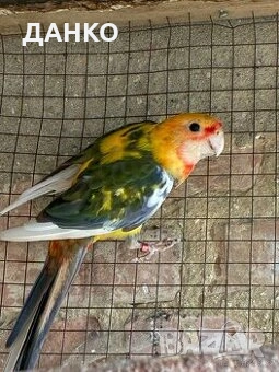 ПОСЛЕДНИ СВОБОДНИ ПЕНАНТОВИ РОЗЕЛИ-МУТАЦИЙ., снимка 7 - Папагали - 46568545