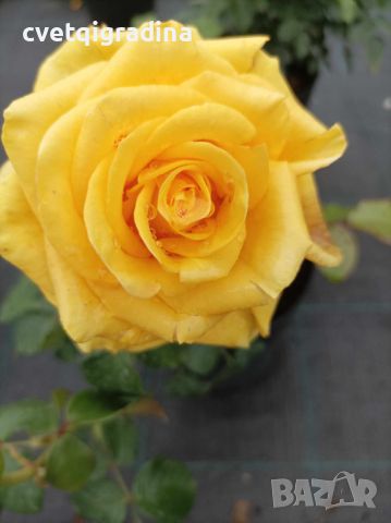 Rosa whelou жълта роза, снимка 3 - Градински цветя и растения - 45842015