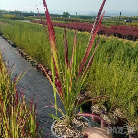 Imperata 'Red Baron', Декоративна трева, снимка 7 - Градински цветя и растения - 37058656