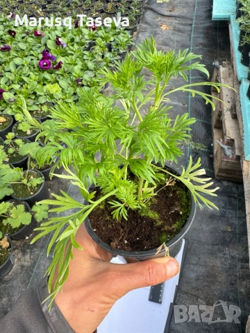 Делфиниум -10 вида , снимка 3 - Градински цветя и растения - 53818064