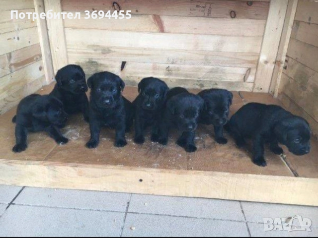 лабрадор ретривър, снимка 6 - Лабрадор ретривър - 52591223