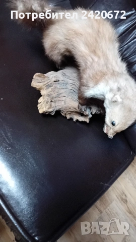 препарирана  бялка, снимка 6 - Други ценни предмети - 52966252