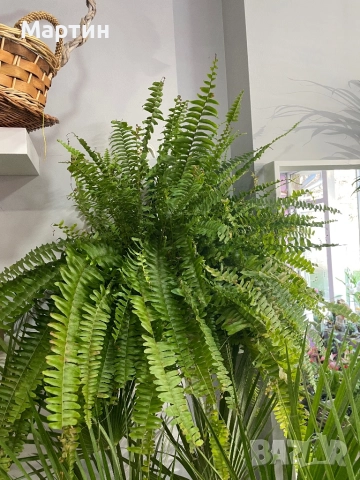 Стайни растения за дома и офиса 