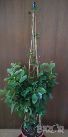 Дипладения Мандевила бяла 95 см, снимка 3 - Стайни растения - 53822454