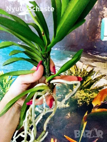 Орхидея Вандахостилис. Neostylis Lou Sneary 'Pink' (Neofinetia falcata x Rhynchostylis), снимка 3 - Стайни растения - 48108940