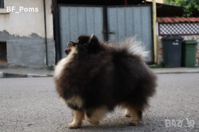 Уникално момиченце померан с родословие FCI, снимка 3 - Померан - 49781261