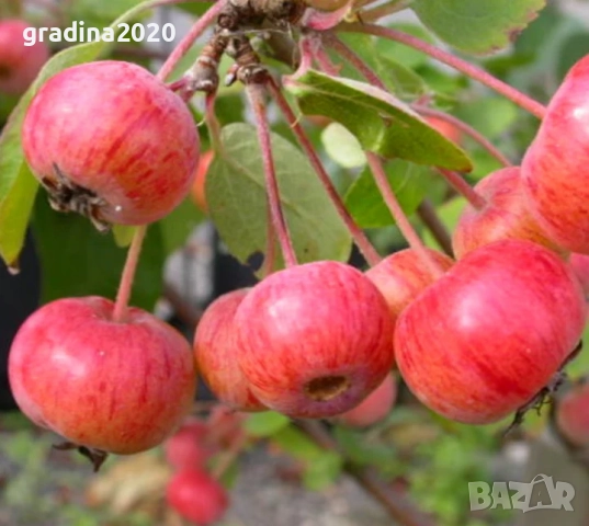 Декоративна червена ябълка Малус, снимка 4 - Разсади - 50369119
