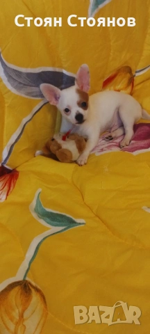 Чихуахуа, снимка 2 - Чихуахуа - 53842878