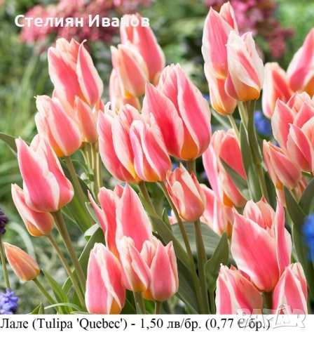 СОРТОВИ ЛАЛЕТА – ЛУКОВИЦИ - част 1, снимка 13 - Сортови семена и луковици - 52372815