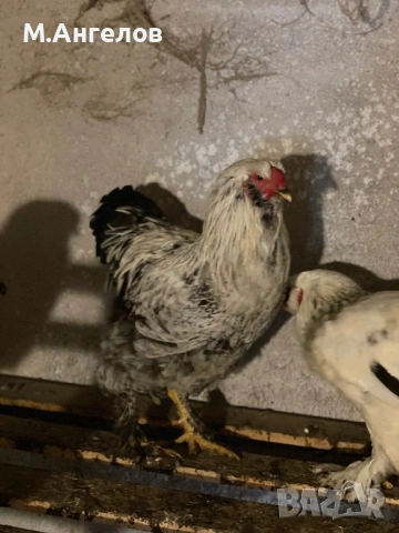 Петли , снимка 6 - Кокошки и пуйки - 53836911