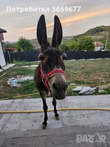 Продавам 2женски 1 мъжко , снимка 3 - Коне - 52335616