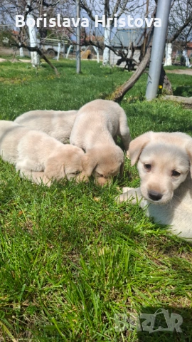 Чистокръвен Лабрадор Ретривър, снимка 6 - Лабрадор ретривър - 54161051