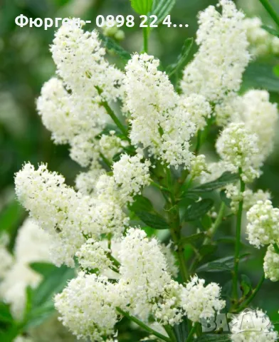 Цеанотусът (Ceanothus) или калифорнийският люляк Налични 3 вида, снимка 5 - Разсади - 49944023