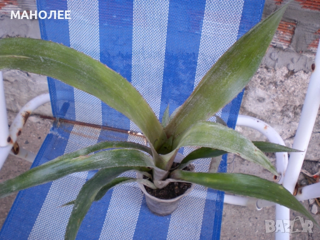 Билбергия, снимка 2 - Стайни растения - 52180082