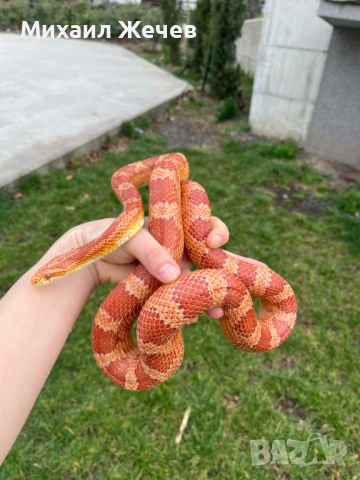 Продавам царевичен смок