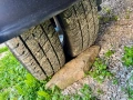 6бр.Джанти 16цола 6x170 + НОВИ ГУМИ Uniroyal 195/65/16C за бус Iveco Daily, снимка 8