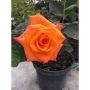 Роза оранжева, снимка 1 - Градински цветя и растения - 45841977