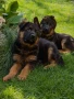Немски овчарки, снимка 2
