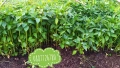 Готов разсад ранни домати краставици ягоди, снимка 3