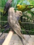 Вълнисти папагали, снимка 3