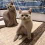 Британски Късокосмести котенца, снимка 7