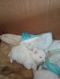 продавам малки померан, снимка 7