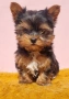 Йоркширски Териер Мини , снимка 1