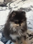 ПОМЕРАН , снимка 8