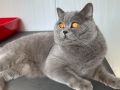 Продавам британски късокосмести котета, снимка 14