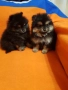 Померан померанчета свободни Гр София, снимка 12