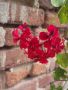 Червено сакъзче, снимка 1 - Градински цветя и растения - 45235642