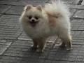 Померан мъжки, снимка 11