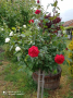 Щамбови рози, цветово разнообразие., снимка 6