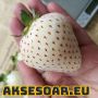 100 семена от плод бяла ягода органични плодови ягодови семена от вкусни ягоди отлични плодове с мно, снимка 8
