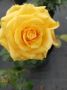 Rosa whelou жълта роза, снимка 3