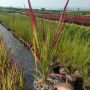 Imperata 'Red Baron', Декоративна трева, снимка 7