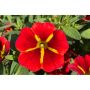 Calibrachoa Red Kiss-калибрахое червена целувка, снимка 1 - Градински цветя и растения - 45321949