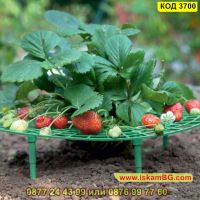 Иновативна стойка за ягоди против вредители и гниене - КОД 3700, снимка 10 - Други - 45098399