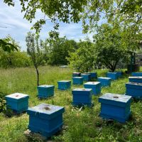 Продавам пчелни кошери със семейства, снимка 1 - За пчели - 46020064