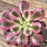Aeonium ‘Pink Witch’, снимка 1 - Стайни растения - 45431895