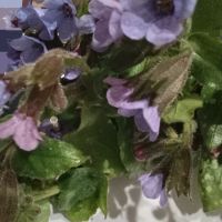 Розово лилава горска иглика, снимка 4 - Градински цветя и растения - 44865662