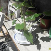 Продавам цвете "КРАЛСКА БЕГОНИЯ", снимка 2 - Стайни растения - 45284917