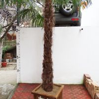 Студоустойчиви палми Трахикарпус в дървени саксии, снимка 10 - Градински цветя и растения - 44961425