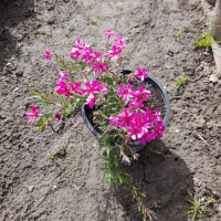Флокс Многогодишно каскадно цвете , снимка 8 - Градински цветя и растения - 13733297