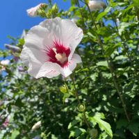 Продавам декоративни храсти Бял и Розов хибискус, снимка 7 - Градински цветя и растения - 45382974
