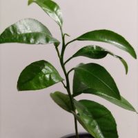 Портокалово дръвче младо растение , снимка 3 - Градински цветя и растения - 45567306
