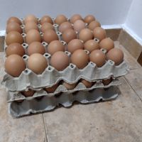 Продава оплодени яйца от бял Легхорн и Ломан Браун , снимка 2 - други­ - 45250586