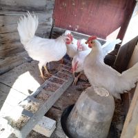 Продавам петли Лекхорн , снимка 1 - Кокошки и пуйки - 45372473