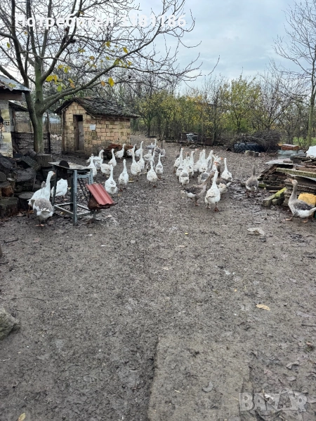 Продавам гъски, снимка 1