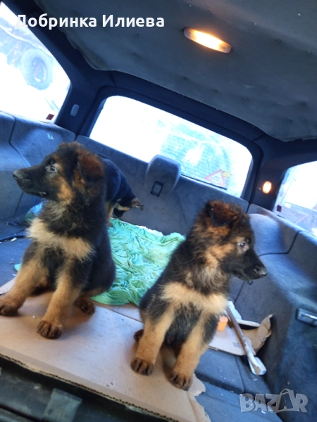 Немски овчарки , снимка 1